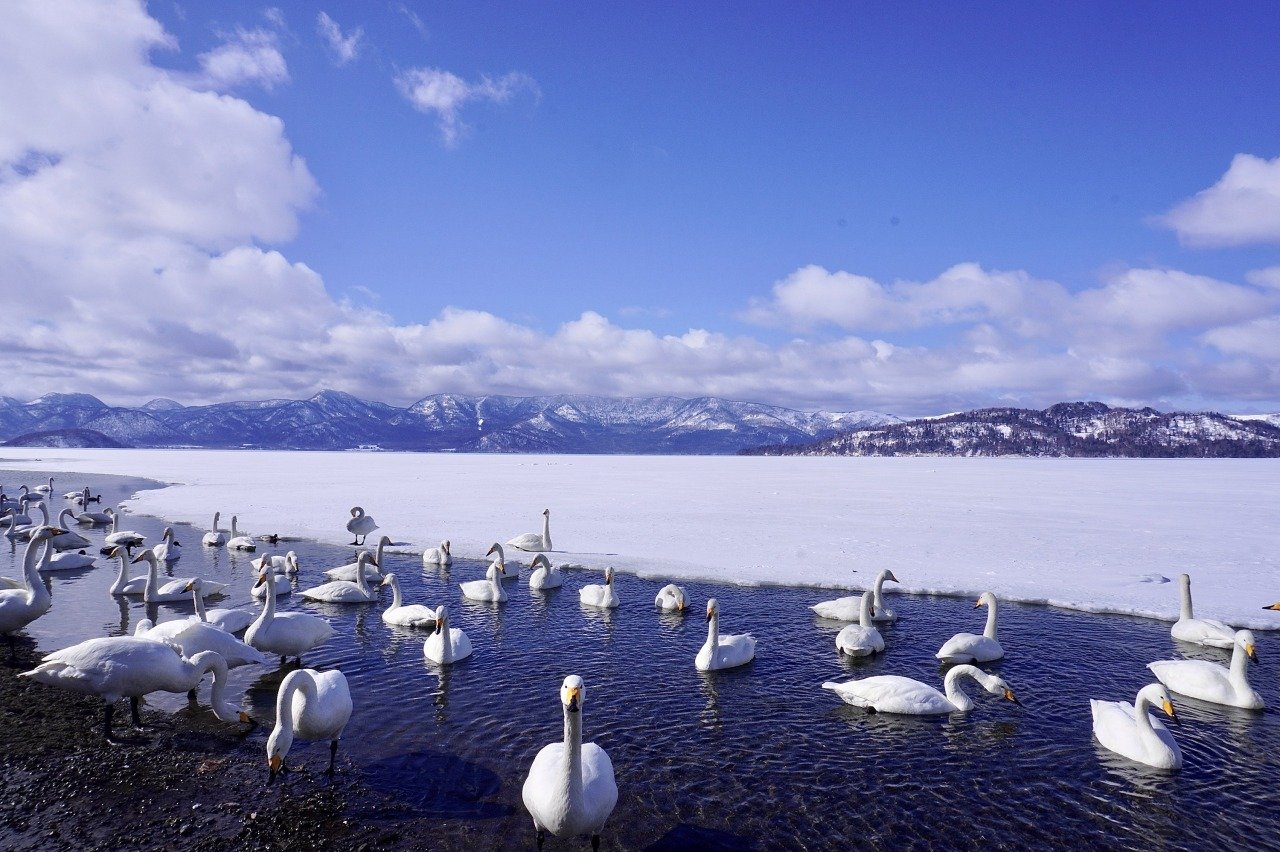 ♨️ 굿샤로호 모래탕(굿샤로코 스나유) 이미지 5